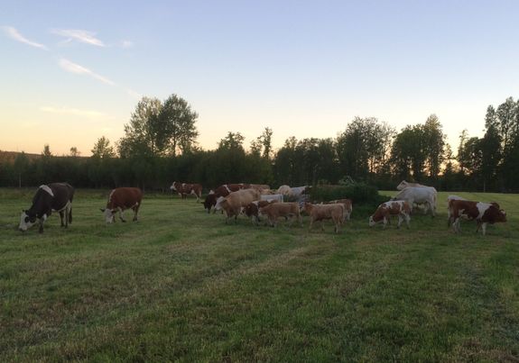 En av sommarens ko- och kalvflockar 2015
